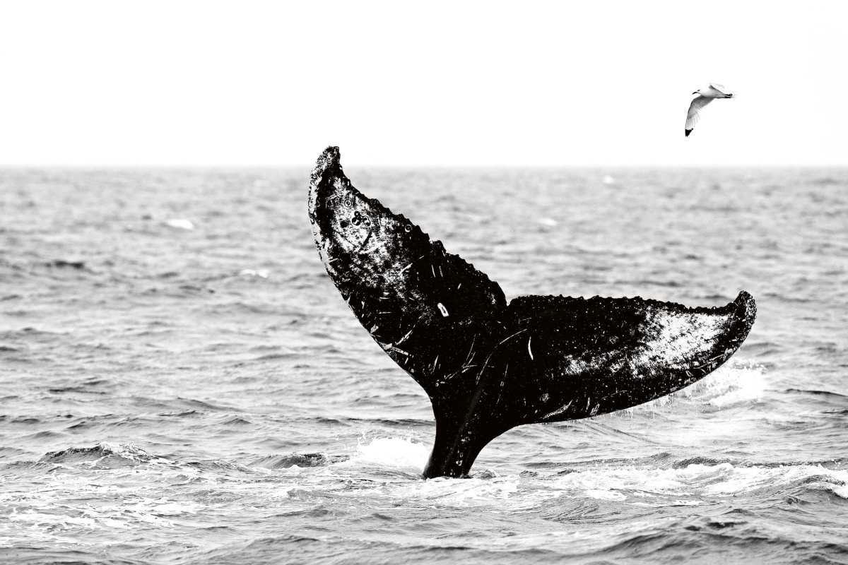 Fototapeta MS-5-0517 Veľryba v mori 375 x 250 cm