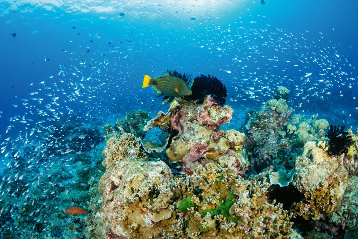 Fototapeta MS-5-0533 Koralový tropický útes 375 x 250 cm