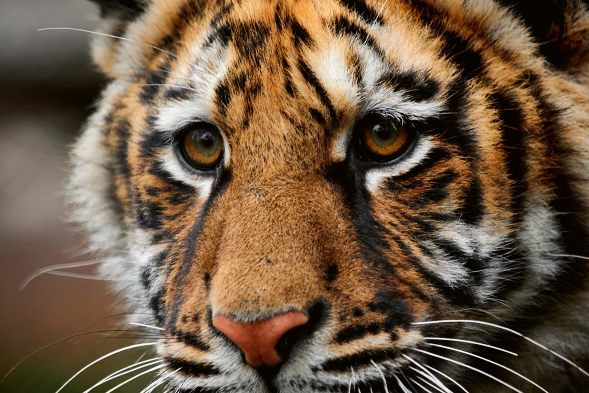 Fototapeta MS-5-0542 Veľký tiger 375 x 250 cm