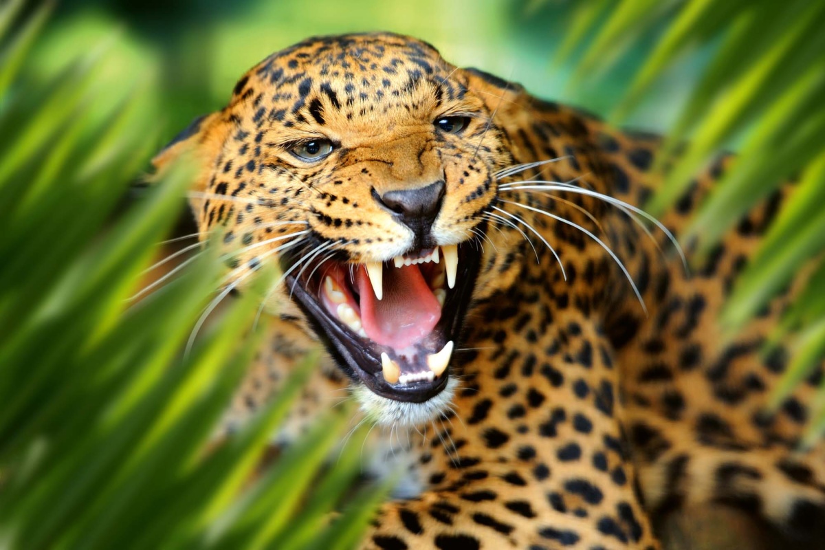 Fototapeta MS-5-0550 Leopard v džungli 375 x 250 cm