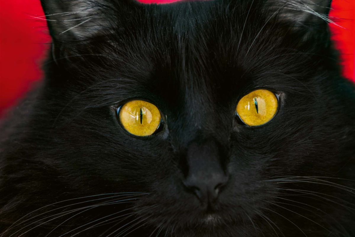 Fototapeta MS-5-0552 Čierna mačka 375 x 250 cm