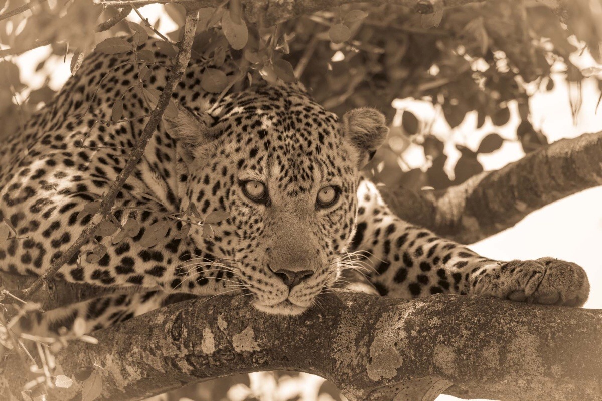 Fototapeta MS-5-0594 Sépiový detail leoparda 375 x 250 cm