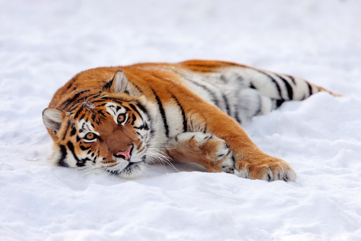 Fototapeta MS-5-0595 Sibírsky tiger 375 x 250 cm