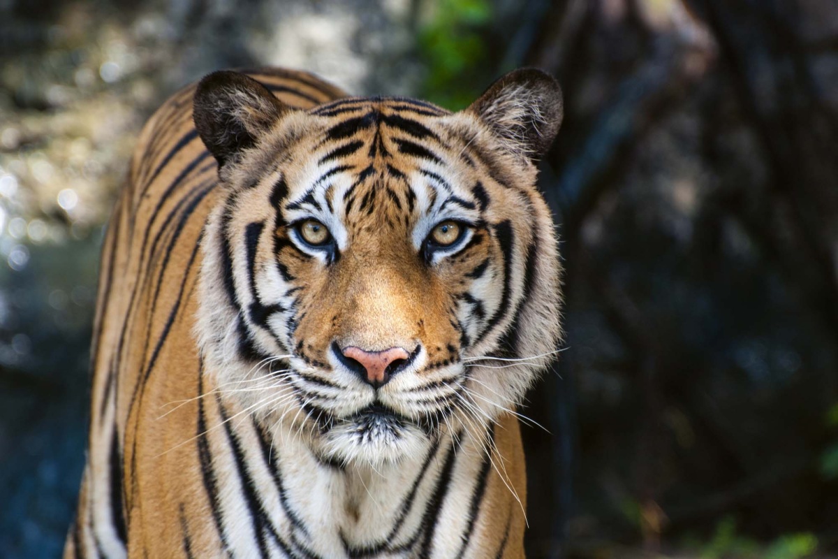 Fototapeta MS-5-0607 Veľký bengálsky tiger 375 x 250 cm