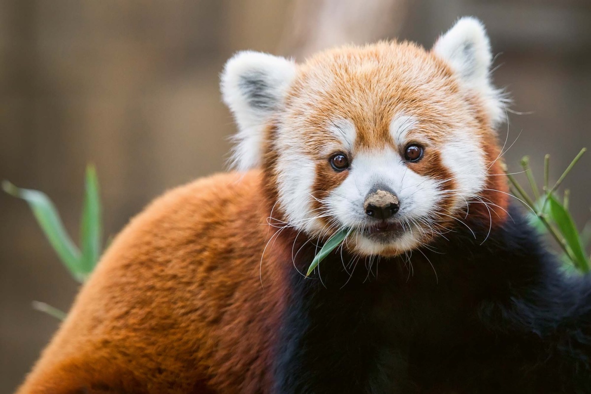 Fototapeta MS-5-0625 Krmenie červenej pandy 375 x 250 cm