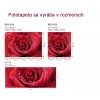 Fototapeta MS-3-0138 Červená ruža 225 x 250 cm