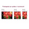 Fototapeta MS-5-0128 Červené tulipány 375 x 250 cm