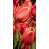 Fototapeta na dvere DL-057 Červený tulipán 95 x 210 cm