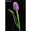 Dekoračný umelý kvet - Tulipán fialovo biely 40 cm