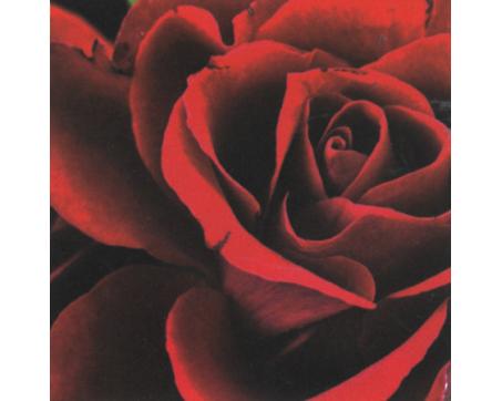 Obrazy na plátne Dimex - Červená ruža 40 x 40 cm - ZĽAVA 60%