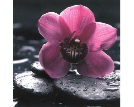 Obrazy na plátne Dimex - Orchidea 40 x 40 cm - ZĽAVA 60%