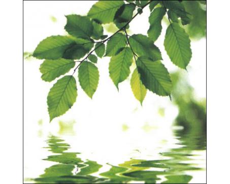 Obrazy na plátne Dimex - Zelené listy 40 x 40 cm - ZĽAVA 60%