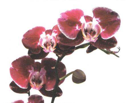 Obrazy na plátne Dimex - Orchidea 50 x 60 cm - ZĽAVA 60%