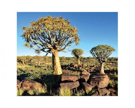 Obrazy na plátne Dimex - Stromy v Namíbii 50 x 60 cm - ZĽAVA 60%