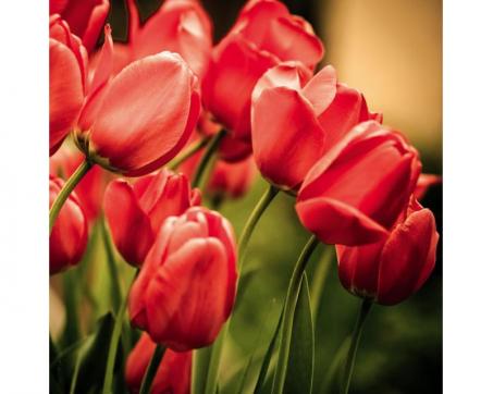 Fototapeta na podlahu FL-170-004 Červené tulipány 170 x 170 cm