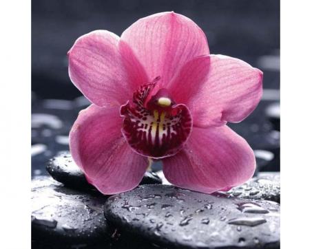 Fototapeta na podlahu FL-170-020 Kvet ružová orchidea 170 x 170  cm
