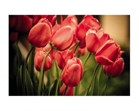Fototapeta na podlahu FL-255-004 Červené tuliány 255 x 170 cm