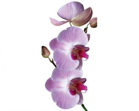 Fototapeta na podlahu FL-85-015 Orchidea fialová 85 x 170 cm