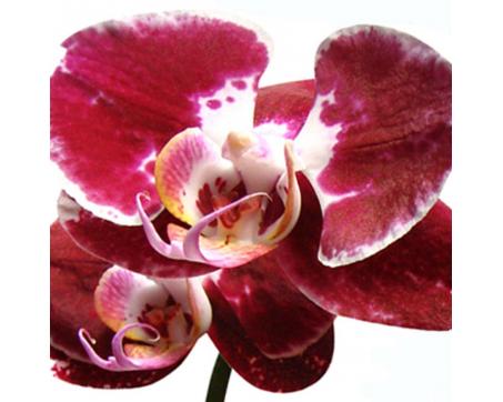 Obraz na skle - Orchidea - bordová 30 x 30 cm - ZĽAVA 60%