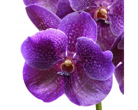 Obraz na skle - Orchidea fialová 30 x 30 cm - ZĽAVA 60%