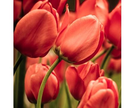 Obraz na skle - Červené tulipány 30 x 30 cm - ZĽAVA 60%