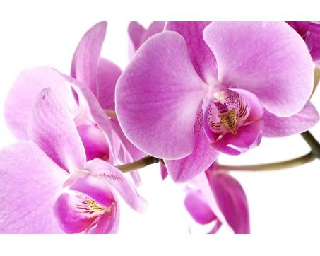Obraz na skle - Orchidea - ružová 30 x 45 cm - ZĽAVA 60%
