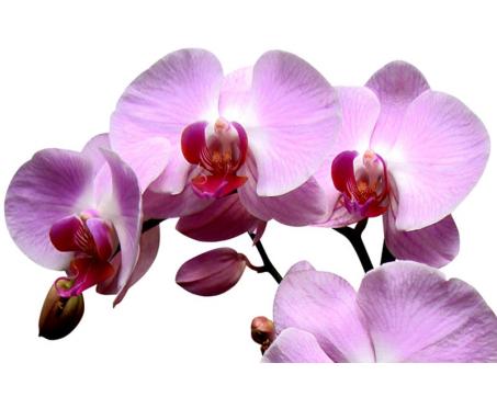 Obraz na skle - Ružovofialová orchidea 30 x 45 cm - ZĽAVA 60%