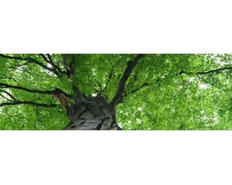 Fototapeta M-479 panoráma - Koruna stromu 330 x 110 cm