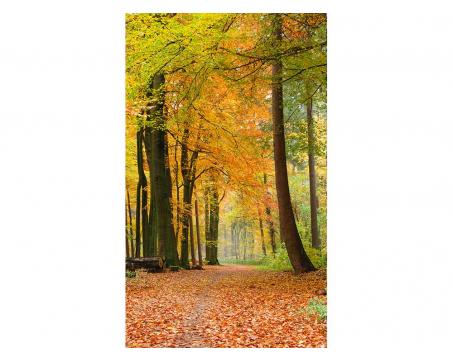 Fototapeta MS-2-0099 Jesenný les 150 x 250 cm