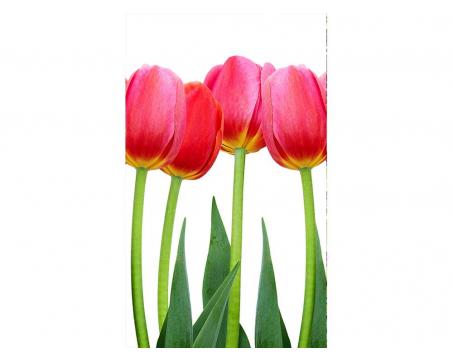 Fototapeta MS-2-0126 Červené tulipány 150 x 250 cm