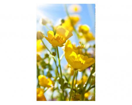 Fototapeta MS-2-0134 Žlté kvety 150 x 250 cm