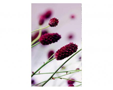 Fototapeta MS-2-0141 Fialové kvety 150 x 250 cm