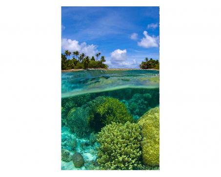Fototapeta MS-2-0200 Koralový útes 150 x 250 cm