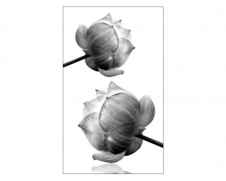 Fototapeta MS-2-5010-SK Čiernobiele kvety 150 x 250 cm