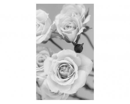 Fototapeta MS-2-5505-SK Ruže čiernobiele 150 x 250 cm