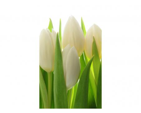 Fototapeta MS-2-5548-SK Biele tulipány 150 x 250 cm