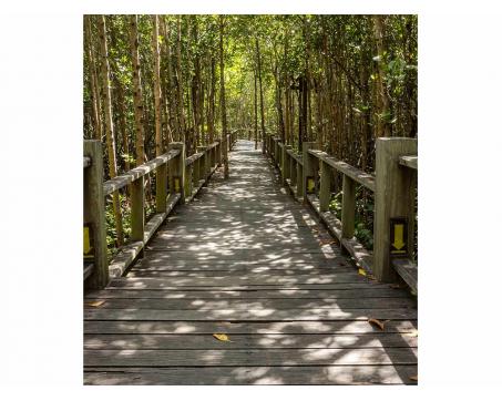 Fototapeta MS-3-0059 Mangrovový les 225 x 250 cm