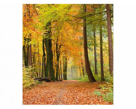 Fototapeta MS-3-0099 Jesenný les 225 x 250 cm