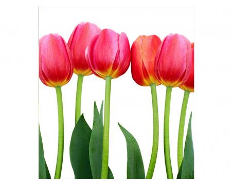 Fototapeta MS-3-0126 Červené tulipány 225 x 250 cm