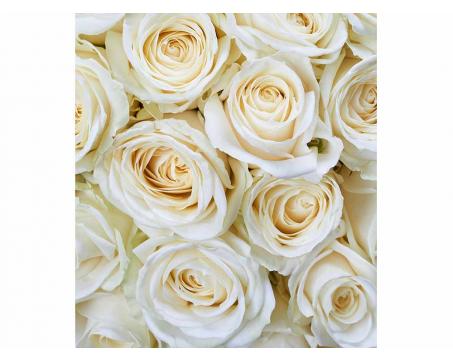 Fototapeta MS-3-0137 Biele ruže 225 x 250 cm