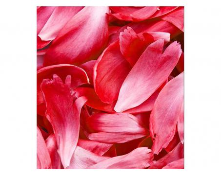 Fototapeta MS-3-0151 Červené lupene 225 x 250 cm