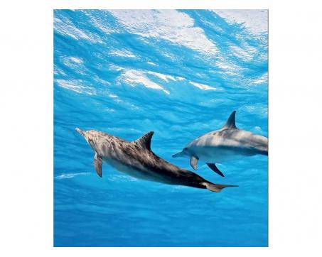 Fototapeta MS-3-0218 Delfíny 225 x 250 cm
