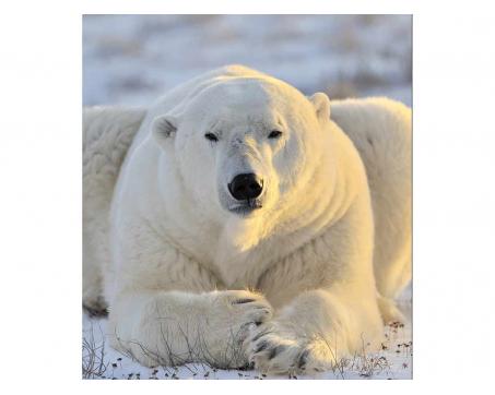 Fototapeta MS-3-0220 Ľadový medveď 225 x 250 cm
