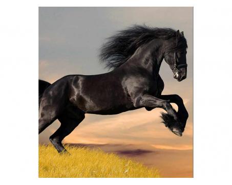 Fototapeta MS-3-0228 Čierny kôň 225 x 250 cm
