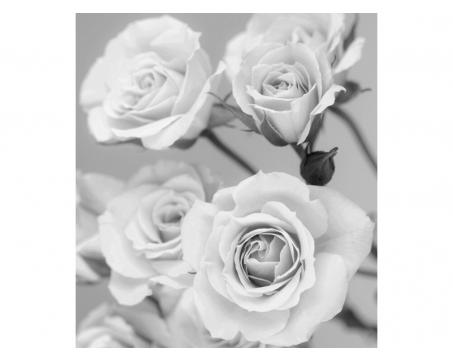 Fototapeta MS-3-5505-SK Ruže čiernobiele 225 x 250 cm
