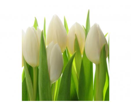 Fototapeta MS-3-5548-SK Biele tulipány 225 x 250 cm
