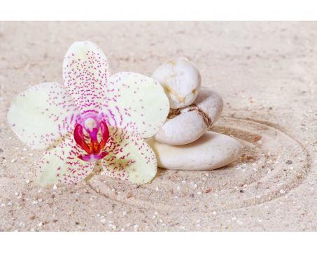 Fototapeta MS-5-0119 Orchidea v piesku 375 x 250 cm