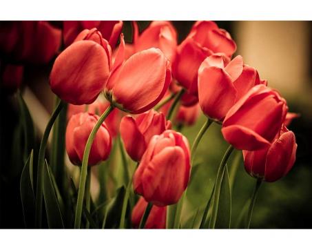Fototapeta MS-5-0128 Červené tulipány 375 x 250 cm