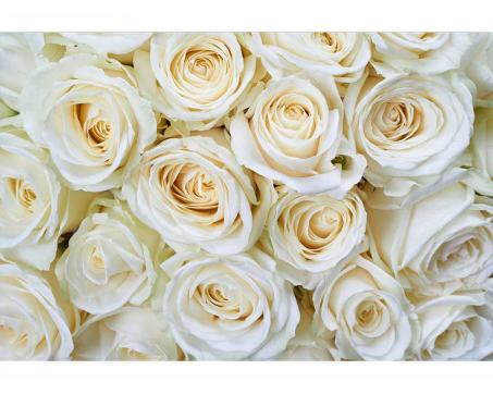 Fototapeta MS-5-0137 Biele ruže 375 x 250 cm