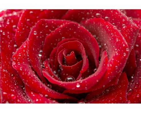 Fototapeta MS-5-0138 Červená ruža 375 x 250 cm